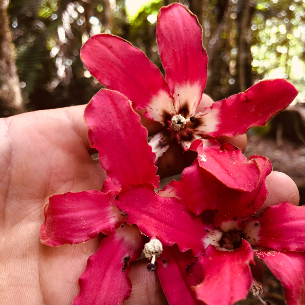 Samáuma Hapé Kamanawa Shamanic Snuff Ancestral Medicine Rapé